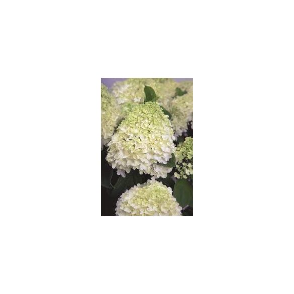 Bugás Hortenzia - 'White Light' - Hydrangea paniculata