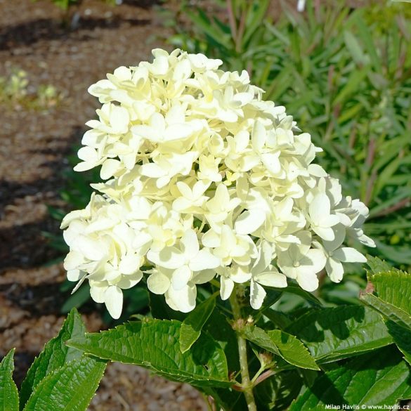 Bugás Hortenzia - 'White Light' - Hydrangea paniculata