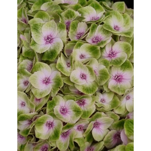 Kerti Hortenzia " Magical Jewel Pink" - Hydrangea macrophylla