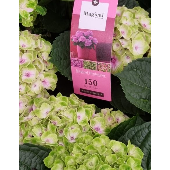 Kerti Hortenzia " Magical Jewel Pink" - Hydrangea macrophylla