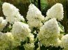 Bugás Hortenzia  - Hydrangea Paniculata - Phantom