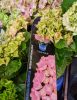 Kerti Hortenzia " Royalty Collection Fabolo Pink" - Hydrangea macrophylla