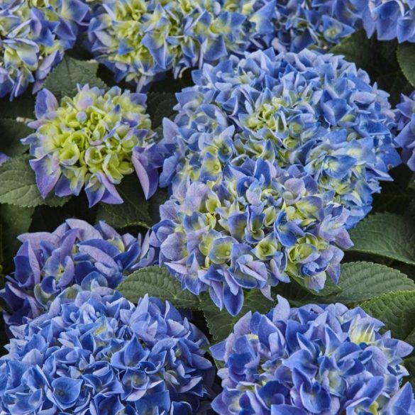 Kerti Hortenzia " Royalty Collection Fabolo Blue" - Hydrangea macrophylla