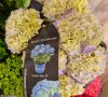 Kerti Hortenzia " Royalty Collection Fabolo Blue" - Hydrangea macrophylla