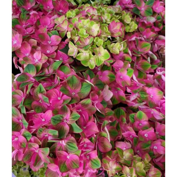 Kerti Hortenzia " Rembrandt Rosso Glory" - Hydrangea macrophylla