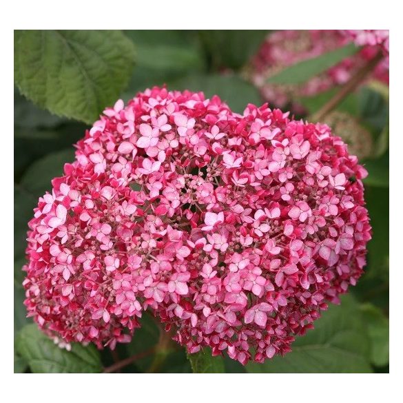 Cserjés hortenzia - Pink Percussion - Hydrangea Arborescens