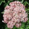 Cserjés hortenzia - Pink Percussion - Hydrangea Arborescens