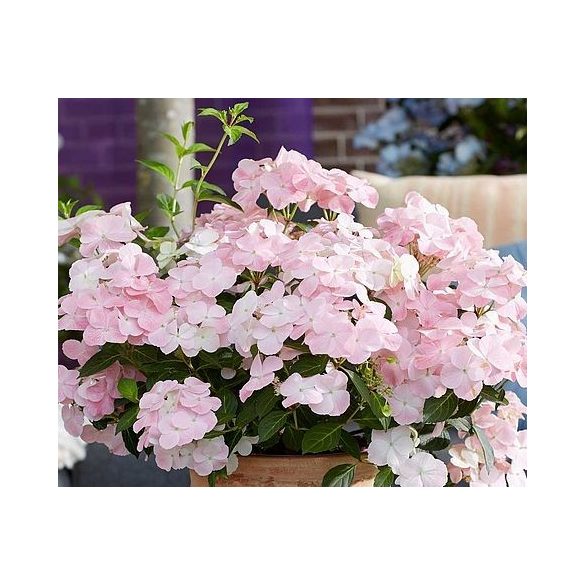 Fátyolhortenzia - Hydrangea French Bolero Pink