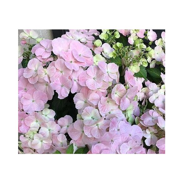 Fátyolhortenzia - Hydrangea French Bolero Pink