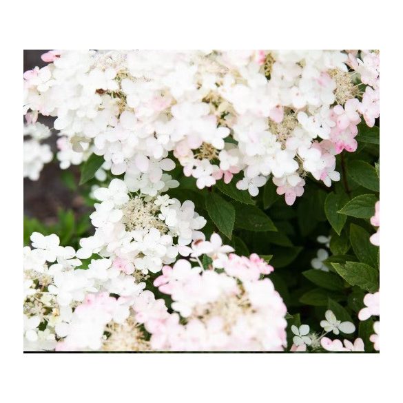 Bugás Hortenzia - 'Living Touch of Pink' - Hydrangea paniculata