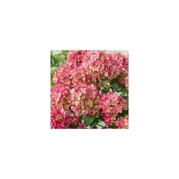 Bugás Hortenzia - 'Petite Star' - Hydrangea paniculata