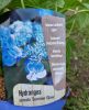 Fűrészeslevelű hortenzia - Summer Glow - Hydrangea Serrata
