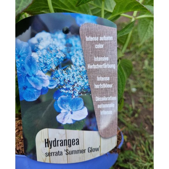 Fűrészeslevelű hortenzia - Summer Glow - Hydrangea Serrata