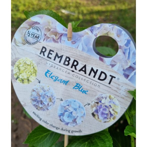 Kerti Hortenzia " Rembrandt  Elegant Blue" - Hydrangea macrophylla