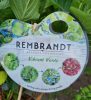 Kerti Hortenzia " Rembrandt  Vibrant Verde" - Hydrangea macrophylla