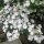 Fátyol Hortenzia " Runaway Bride" - Hydrangea Macrophylla - 2L