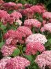 Cserjés hortenzia - Ruby Annabelle - Hydrangea Arborescens
