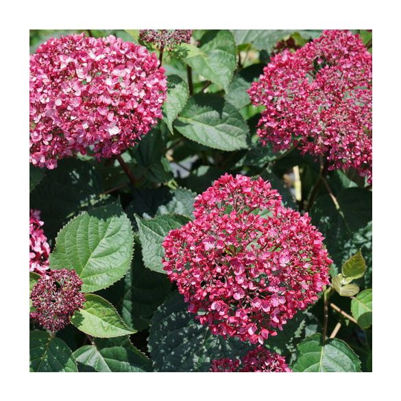 Cserjés hortenzia - Ruby Annabelle - Hydrangea Arborescens