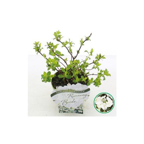Fátyol Hortenzia " Runaway Bride" - Hydrangea Macrophylla - 2L