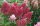 Bugás Hortenzia - Petite Flori - Hydrangea Paniculata