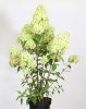 Bugás Hortenzia - Petite Flori - Hydrangea Paniculata
