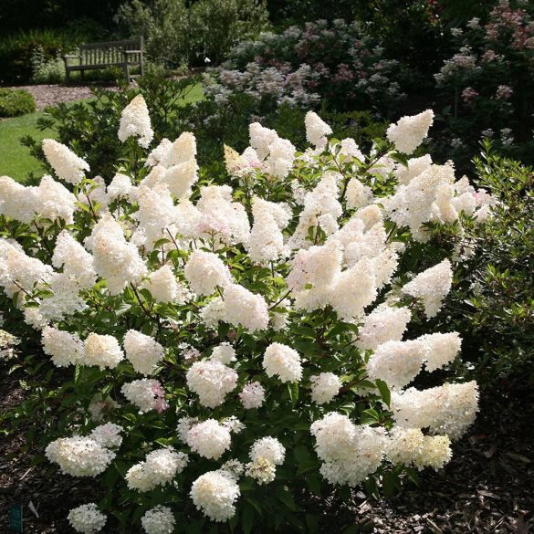 Bugás Hortenzia - 'Vanille Fraise' - Hydrangea paniculata