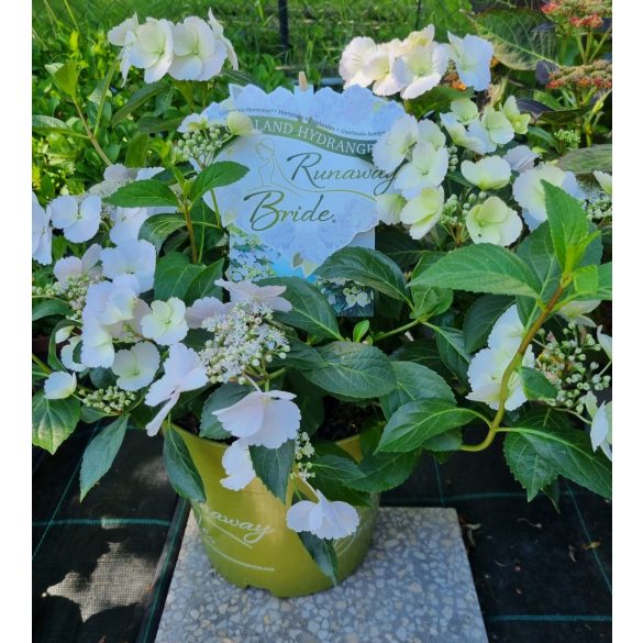 Fátyol Hortenzia " Runaway Bride" - Hydrangea Macrophylla - 6 L