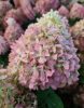 Bugás hortenzia - "Pixio" - Hydrangea Paniculata