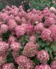 Bugás hortenzia - "Pixio" - Hydrangea Paniculata