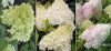 Bugás hortenzia - "Diamantino" - Hydrangea Paniculata