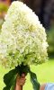 Bugás hortenzia - "Hercules" - Hydrangea Paniculata