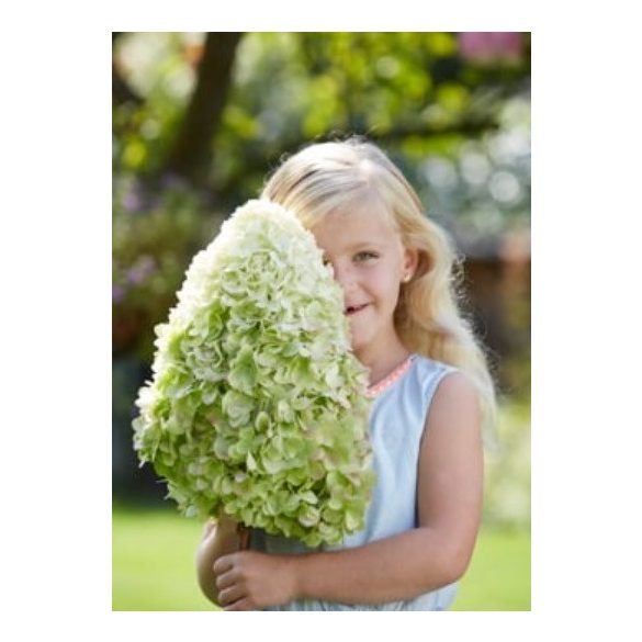 Bugás hortenzia - "Hercules" - Hydrangea Paniculata