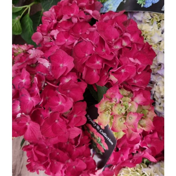 Kerti Hortenzia " Royalty Colletcion Velvet" - Hydrangea macrophylla