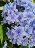 Kerti Hortenzia " Floria Blue" - Hydrangea macrophylla