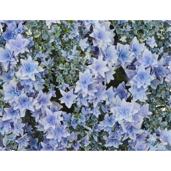 Kerti Hortenzia " Floria Blue" - Hydrangea macrophylla