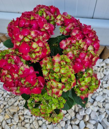 Kerti Hortenzia " Hi Fire" - Hydrangea macrophylla