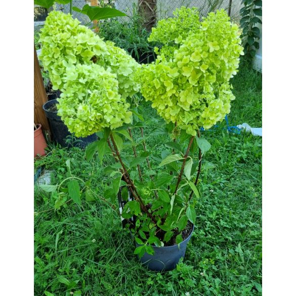 Bugás Hortenzia - 'Limelight' - Hydrangea paniculata