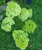 Bugás Hortenzia - 'Limelight' - Hydrangea paniculata