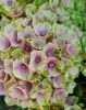 Kerti Hortenzia " Magical Amethyst pink" - Hydrangea macrophylla