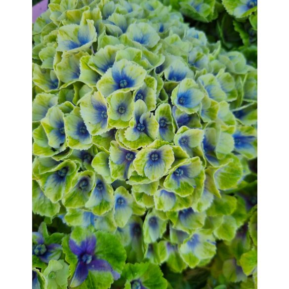 Kerti Hortenzia " Magical Amethyst blue" - Hydrangea macrophylla