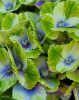 Kerti Hortenzia " Magical Amethyst blue" - Hydrangea macrophylla