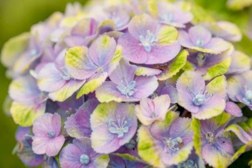 Kerti Hortenzia " Magical Jewel Blue" - Hydrangea macrophylla