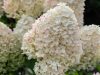 Magastörzsű Bugás Hortenzia  - Hydrangea Paniculata - Living Sugar Ruch