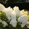 Magastörzsű Bugás Hortenzia  - Hydrangea Paniculata - Living Sugar Ruch
