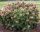Tölgylevelű hortenzia - Hydrangea Quercifolia "Munchkin"