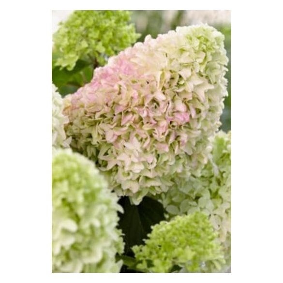 Bugás hortenzia - "Little Fresco" - Hydrangea Paniculata