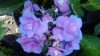 Kerti Hortenzia " Flame Blue " - Hydrangea macrophylla