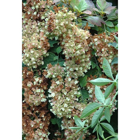 Tölgylevelű hortenzia " Snow Giant" - Hydrangea quercifolia