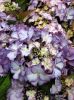Kerti hortenzai  - Royalty Collection " Tiffany Purple"