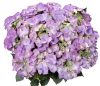 Kerti hortenzai  - Royalty Collection " Tiffany Purple"